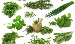 野菜生活爆料视频大全集,视频大全集带你领略自然之美